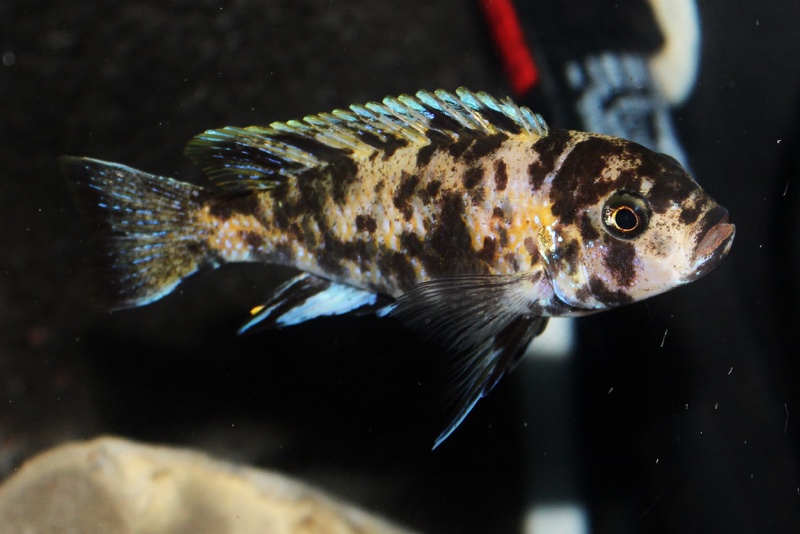 Genyochromis mento 'Lutara Reef (Cove Mountain)'